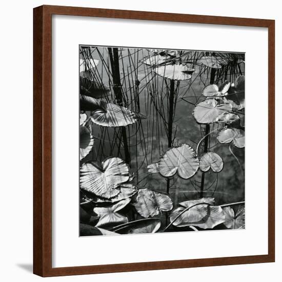 Lily Pads and Water, 1973-Brett Weston-Framed Photographic Print
