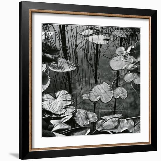 Lily Pads and Water, 1973-Brett Weston-Framed Photographic Print