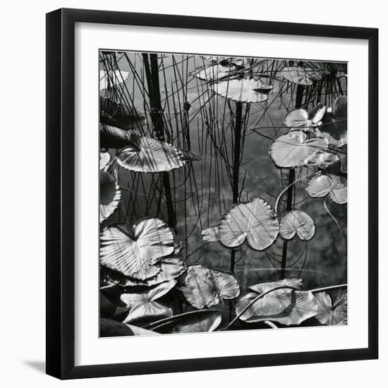 Lily Pads and Water, 1973-Brett Weston-Framed Photographic Print