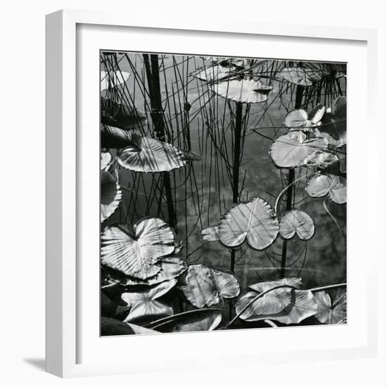 Lily Pads and Water, 1973-Brett Weston-Framed Photographic Print