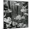 Lily Pads and Water, 1973-Brett Weston-Mounted Photographic Print