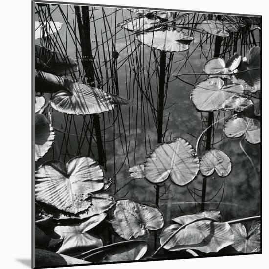 Lily Pads and Water, 1973-Brett Weston-Mounted Photographic Print