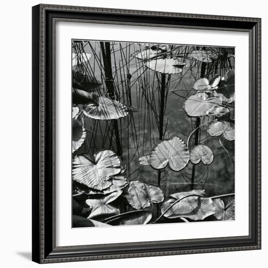 Lily Pads and Water, 1973-Brett Weston-Framed Photographic Print