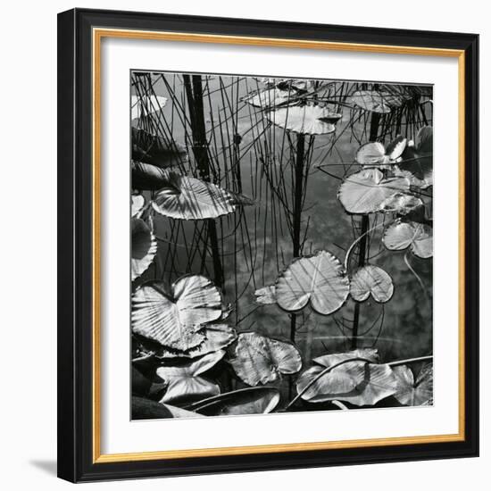 Lily Pads and Water, 1973-Brett Weston-Framed Photographic Print