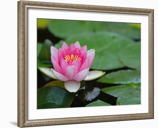 Lily Pads in Fountain at Yaddo Gardens, Saratoga Springs, New York, USA-Lisa S. Engelbrecht-Framed Photographic Print