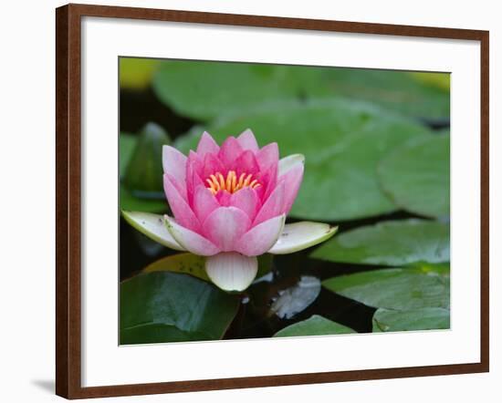 Lily Pads in Fountain at Yaddo Gardens, Saratoga Springs, New York, USA-Lisa S. Engelbrecht-Framed Photographic Print