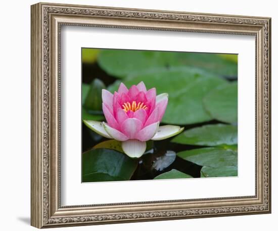 Lily Pads in Fountain at Yaddo Gardens, Saratoga Springs, New York, USA-Lisa S. Engelbrecht-Framed Photographic Print