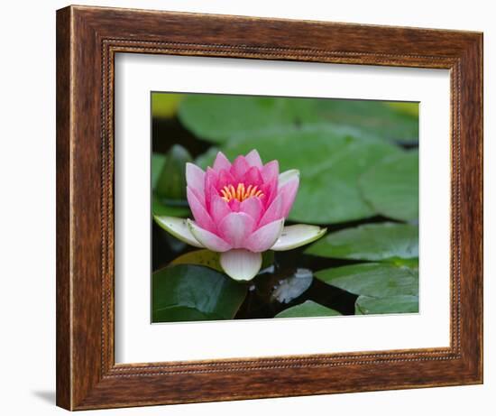 Lily Pads in Fountain at Yaddo Gardens, Saratoga Springs, New York, USA-Lisa S. Engelbrecht-Framed Photographic Print