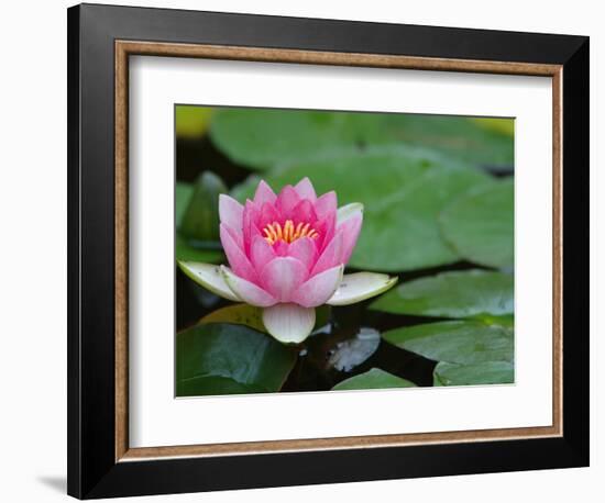 Lily Pads in Fountain at Yaddo Gardens, Saratoga Springs, New York, USA-Lisa S. Engelbrecht-Framed Photographic Print