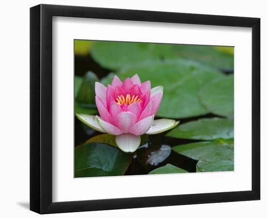 Lily Pads in Fountain at Yaddo Gardens, Saratoga Springs, New York, USA-Lisa S. Engelbrecht-Framed Photographic Print