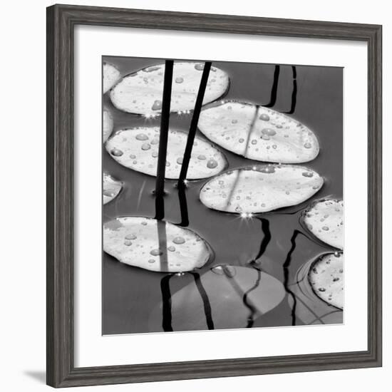 Lily Pads, Sunrise-David Gray-Framed Art Print