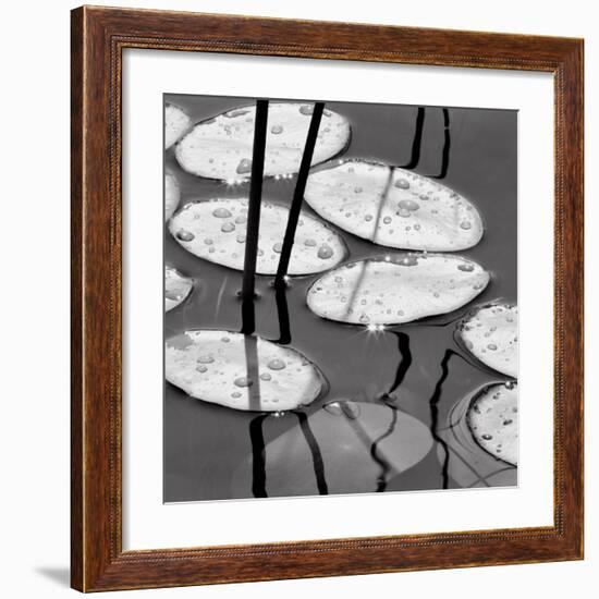 Lily Pads, Sunrise-David Gray-Framed Art Print