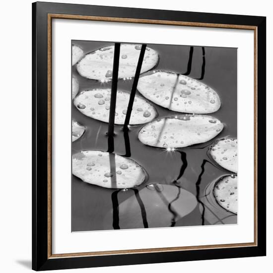 Lily Pads, Sunrise-David Gray-Framed Art Print