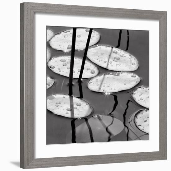 Lily Pads, Sunrise-David Gray-Framed Art Print