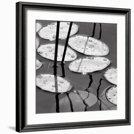 Lily Pads, Sunrise-David Gray-Framed Art Print