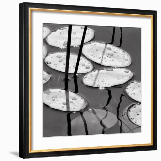 Lily Pads, Sunrise-David Gray-Framed Art Print