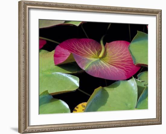 Lily Pads, Washington, USA-Terry Eggers-Framed Photographic Print