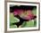 Lily Pads, Washington, USA-Terry Eggers-Framed Photographic Print