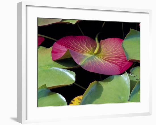 Lily Pads, Washington, USA-Terry Eggers-Framed Photographic Print