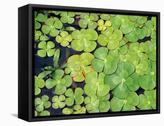 Lily Pads-Karyn Millet-Framed Premier Image Canvas