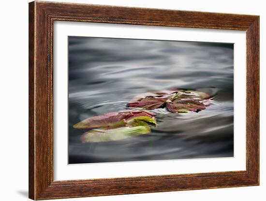 Lily Pads-Ursula Abresch-Framed Photographic Print