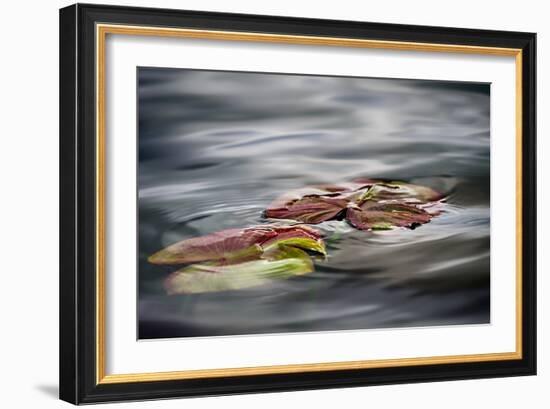 Lily Pads-Ursula Abresch-Framed Photographic Print