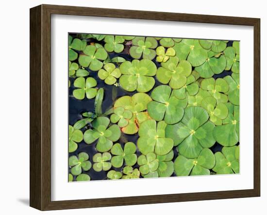 Lily Pads-Karyn Millet-Framed Photographic Print