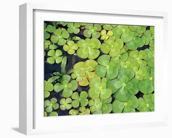 Lily Pads-Karyn Millet-Framed Photographic Print