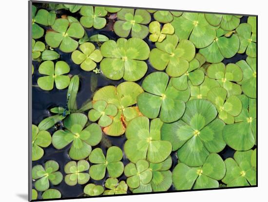 Lily Pads-Karyn Millet-Mounted Photographic Print