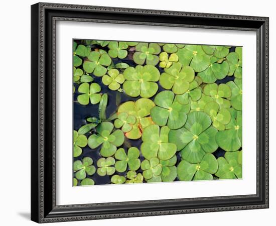 Lily Pads-Karyn Millet-Framed Photographic Print