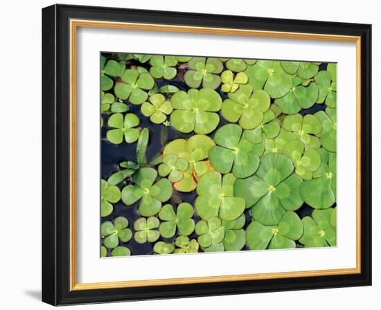 Lily Pads-Karyn Millet-Framed Photographic Print