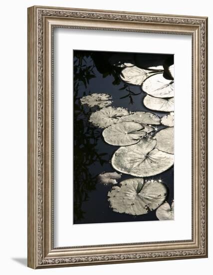 Lily Pads-K.B. White-Framed Photographic Print