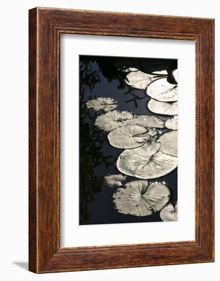 Lily Pads-K.B. White-Framed Photographic Print