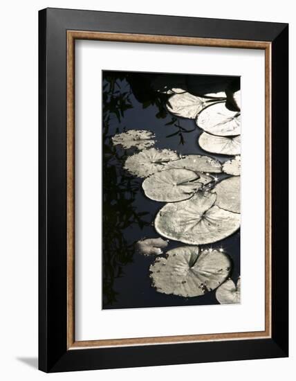 Lily Pads-K.B. White-Framed Photographic Print