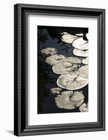 Lily Pads-K.B. White-Framed Photographic Print