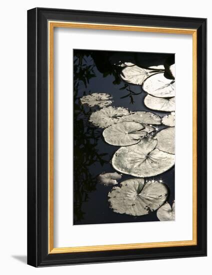 Lily Pads-K.B. White-Framed Photographic Print