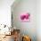 Lily Pink I-Joseph Eta-Giclee Print displayed on a wall