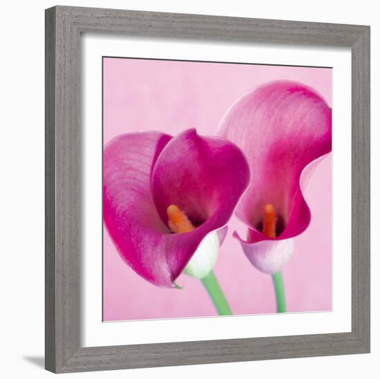 Lily Pink I-Joseph Eta-Framed Giclee Print