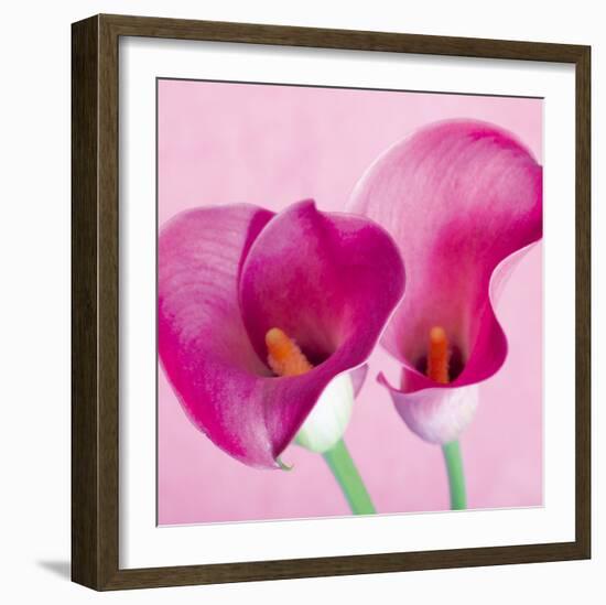 Lily Pink I-Joseph Eta-Framed Giclee Print