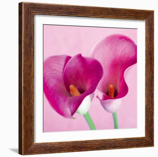 Lily Pink I-Joseph Eta-Framed Giclee Print