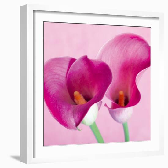 Lily Pink I-Joseph Eta-Framed Giclee Print