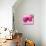 Lily Pink I-Joseph Eta-Mounted Giclee Print displayed on a wall