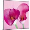 Lily Pink I-Joseph Eta-Mounted Giclee Print