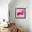 Lily Pink I-Joseph Eta-Framed Giclee Print displayed on a wall