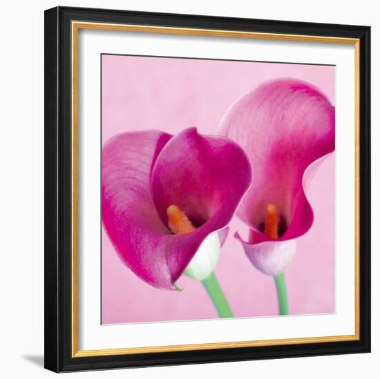 Lily Pink I-Joseph Eta-Framed Giclee Print