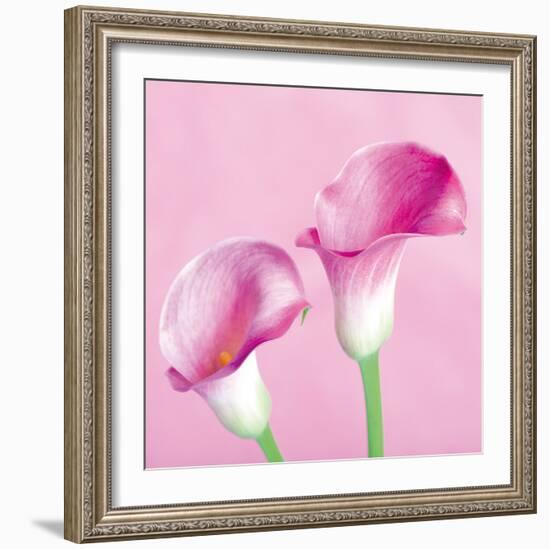 Lily Pink II-Joseph Eta-Framed Giclee Print