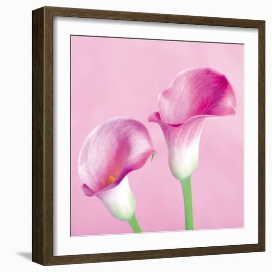 Lily Pink II-Joseph Eta-Framed Giclee Print