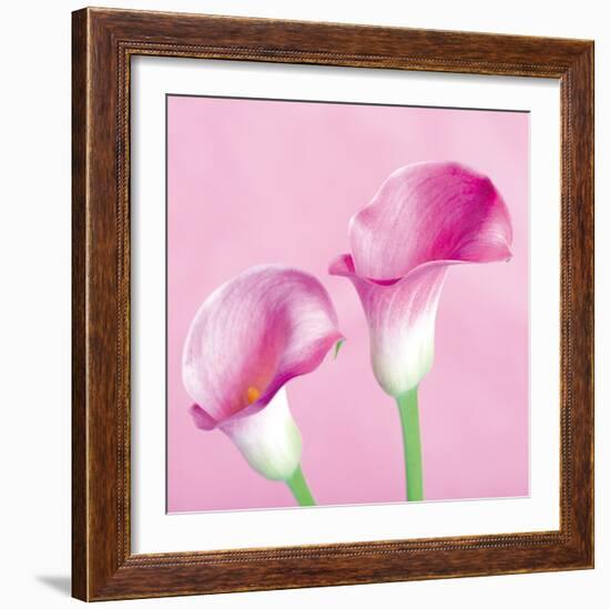 Lily Pink II-Joseph Eta-Framed Giclee Print