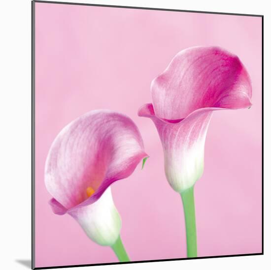 Lily Pink II-Joseph Eta-Mounted Giclee Print