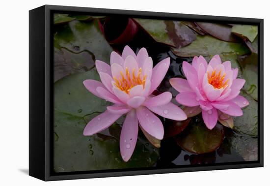 Lily pink-Charles Bowman-Framed Premier Image Canvas